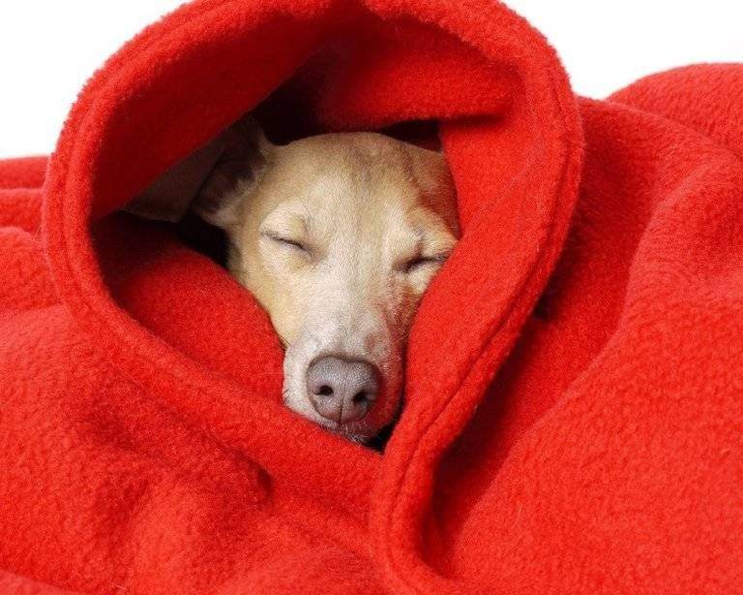 keeping the house warm for you and your pets
